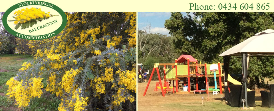 Cootamundra Wattle in full bloom - Playground fort and gazebo for safe supervision